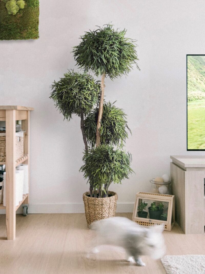 Wide Parvifolia tree