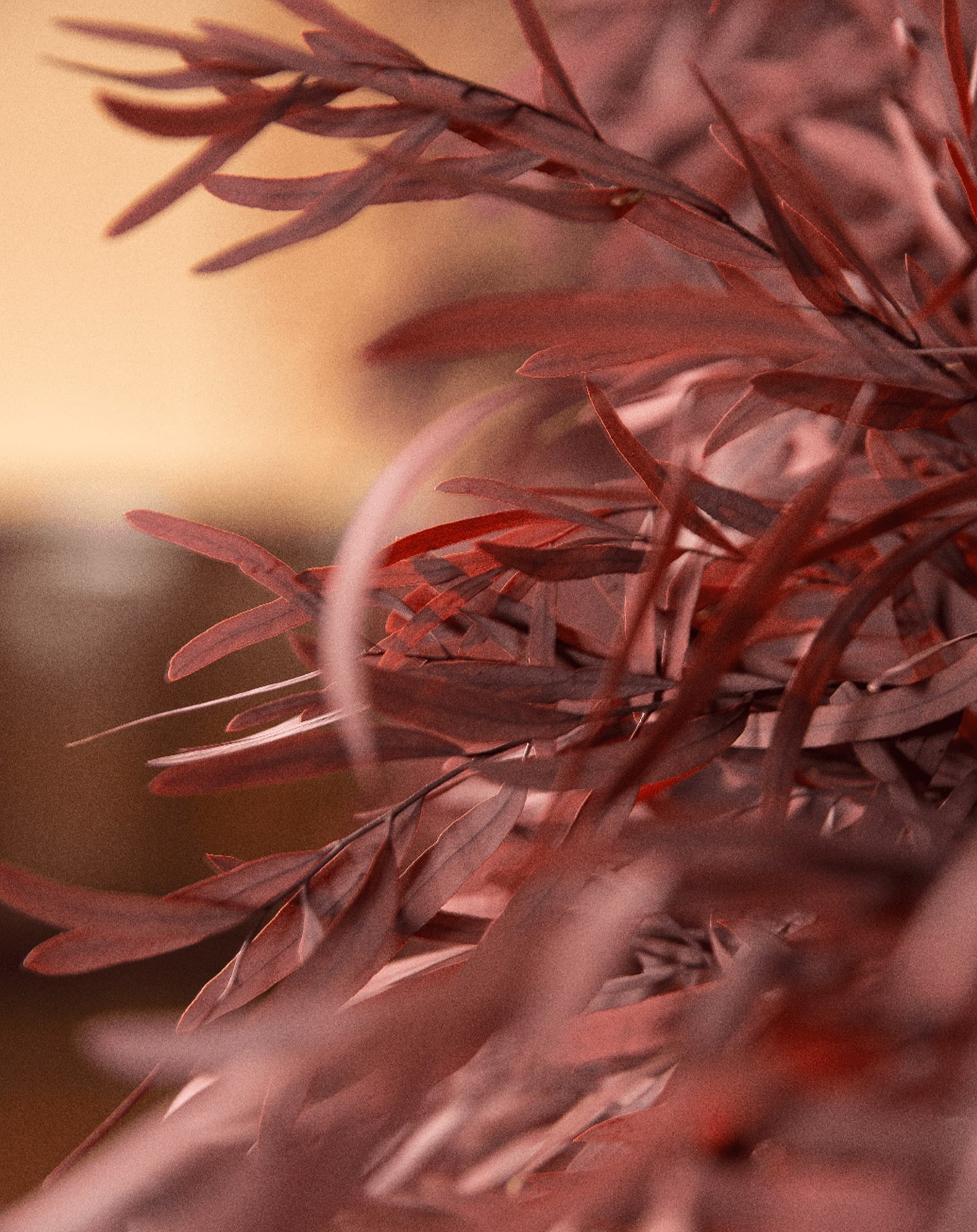 ARBWNI0213_close-min