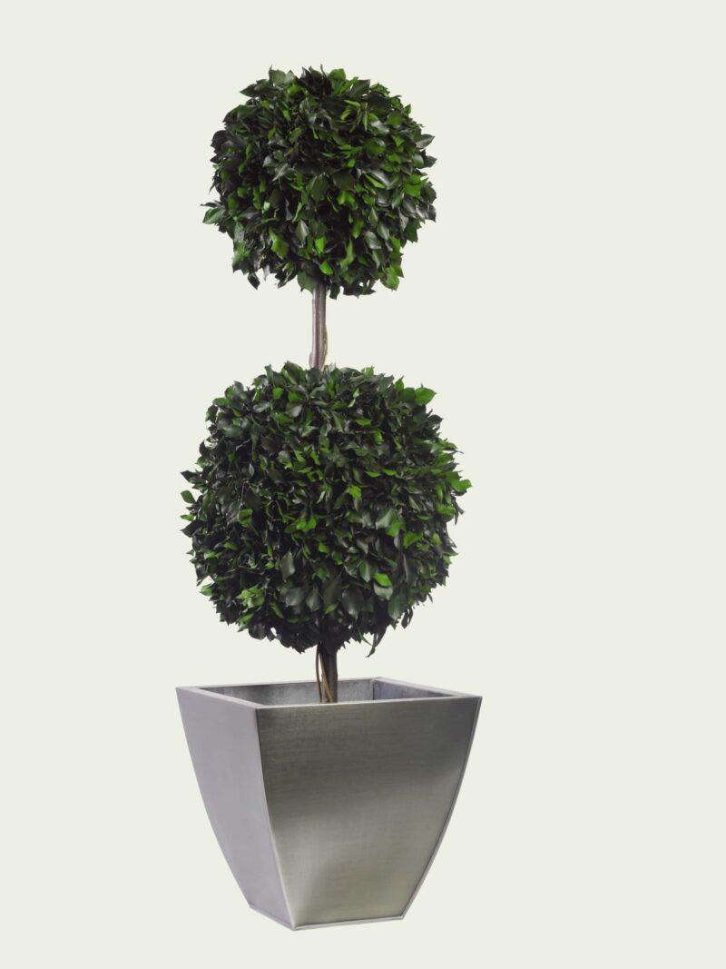 Double Topiary Ivy sphere (ca 140cm)