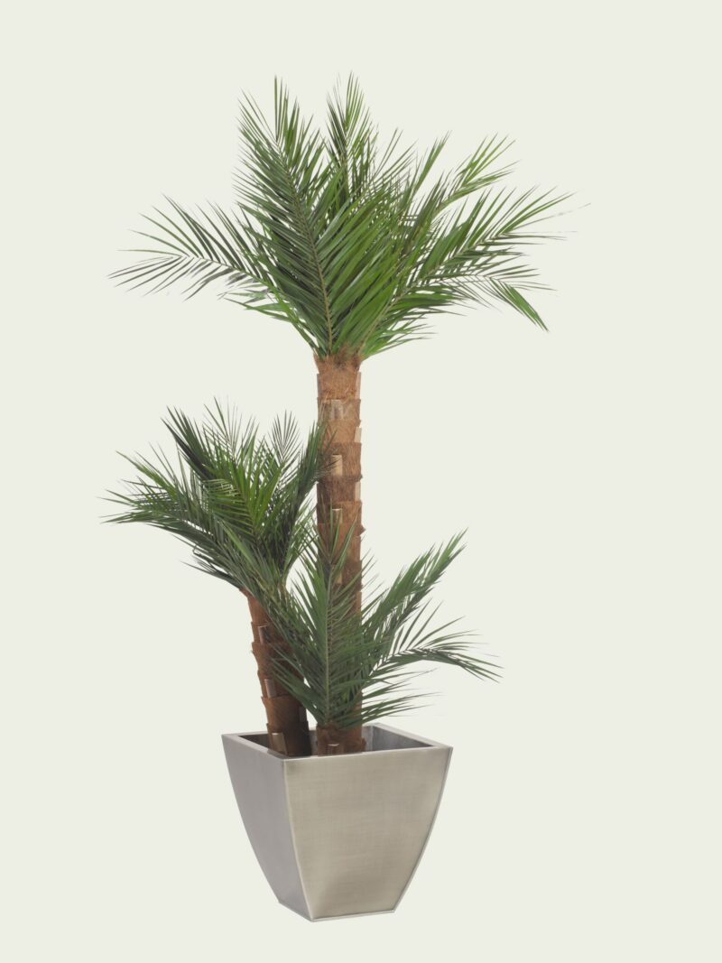 Triple Phoenix palm tree