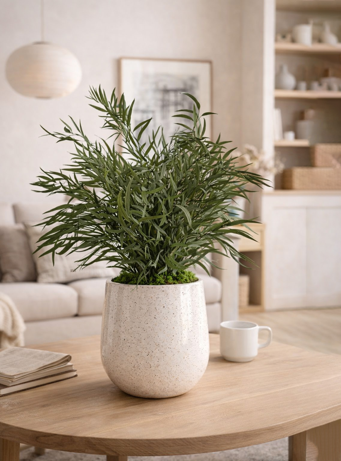 Nicoly plant