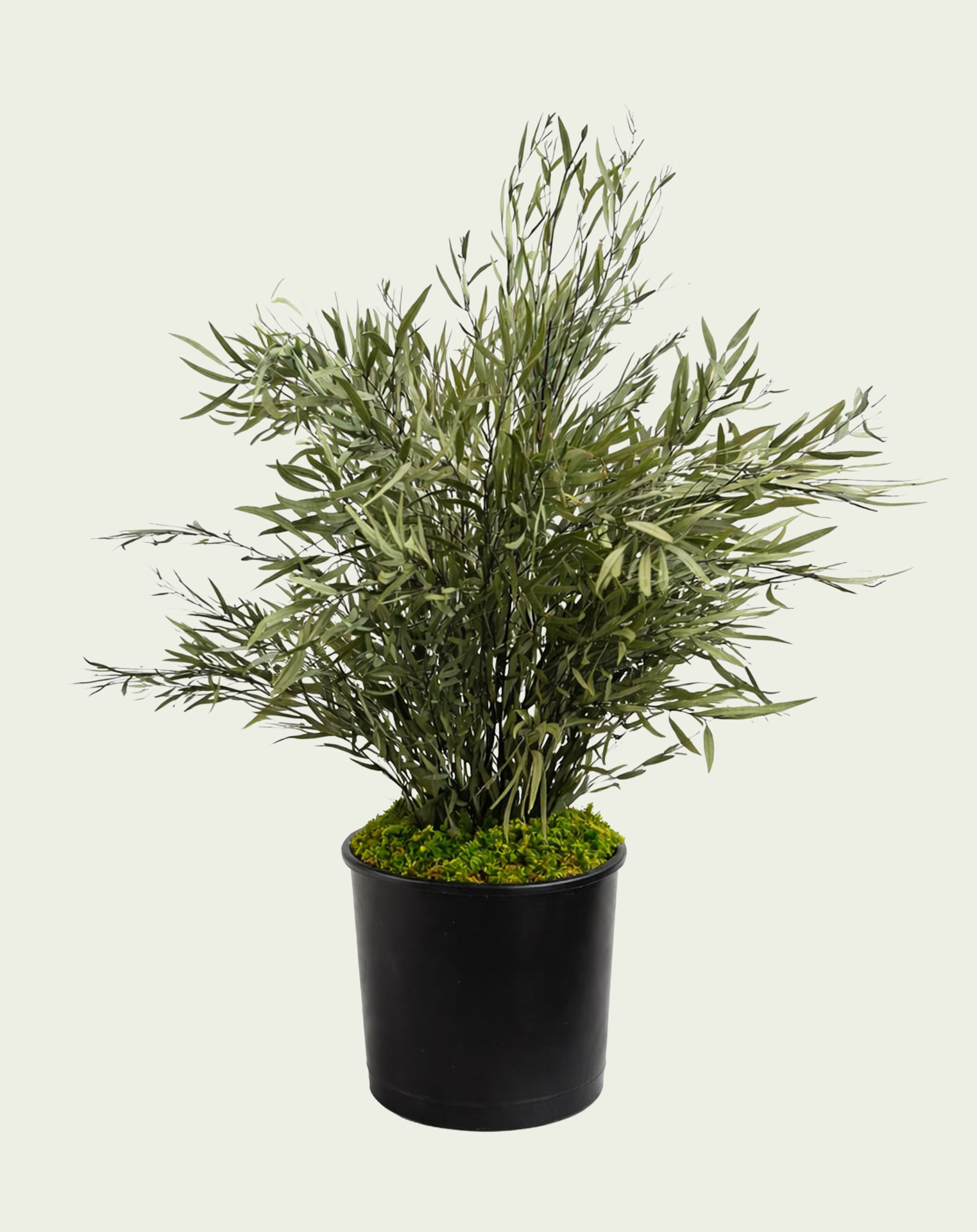 Nicoly plant
