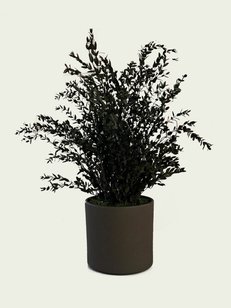 Stabiliseeritud Parvifolia taim – hooldusvaba siseruumi taim sügavroheline