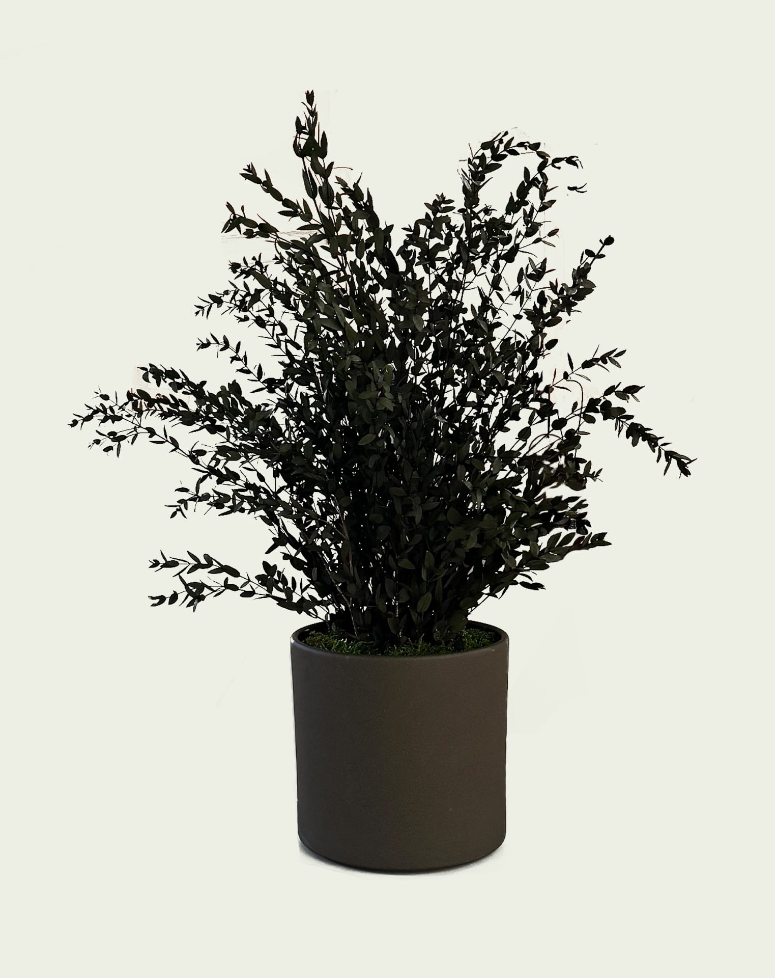 Parifolia_plant_Arborea (1)