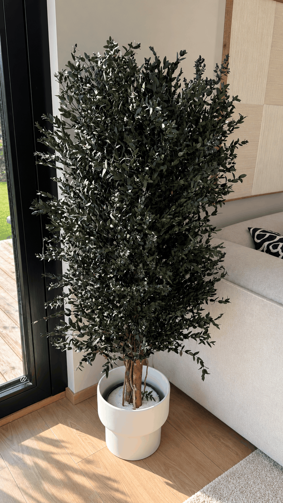 Wide Parvifolia 1,3 (1)