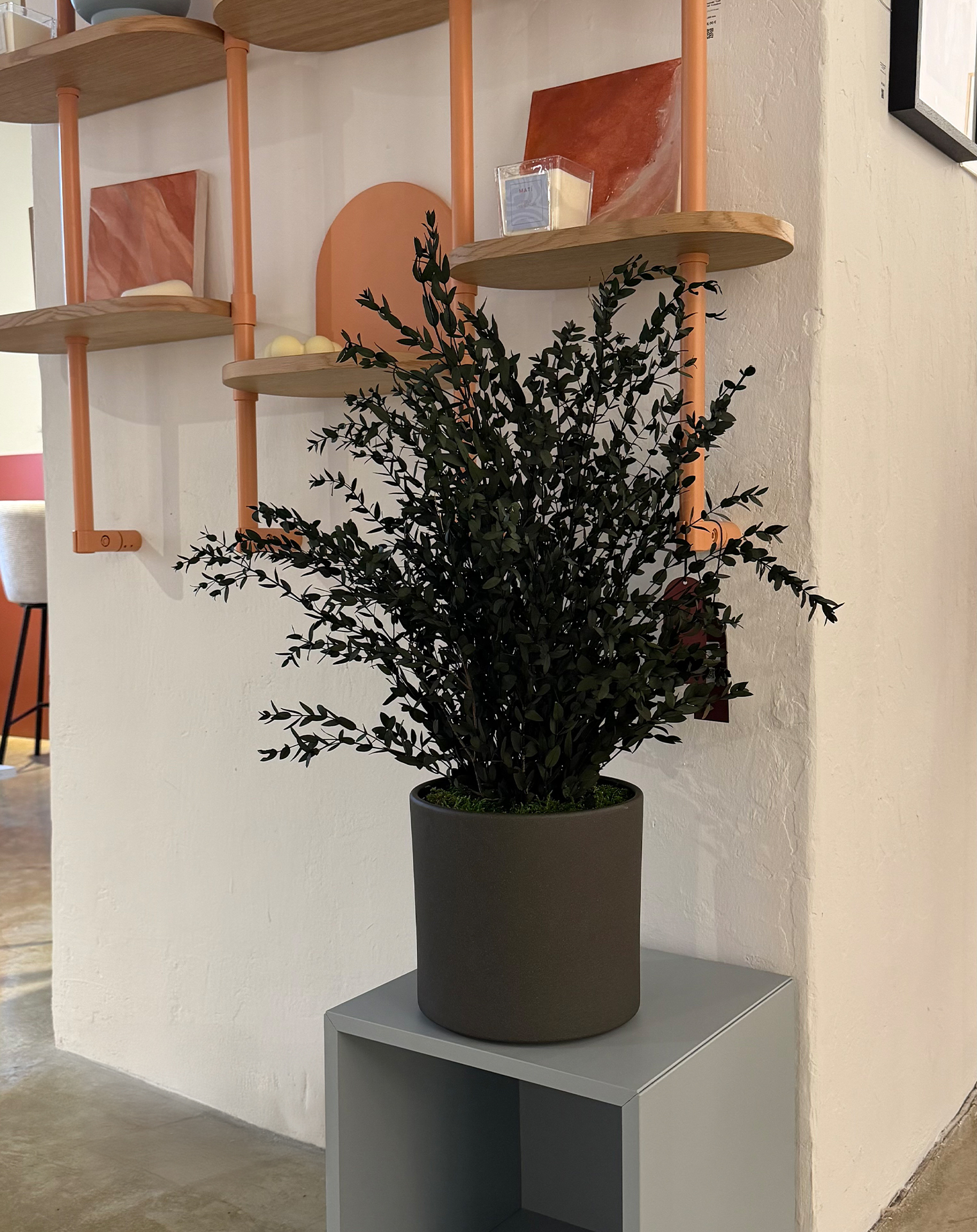 arborea pildid ARBSPA:0107