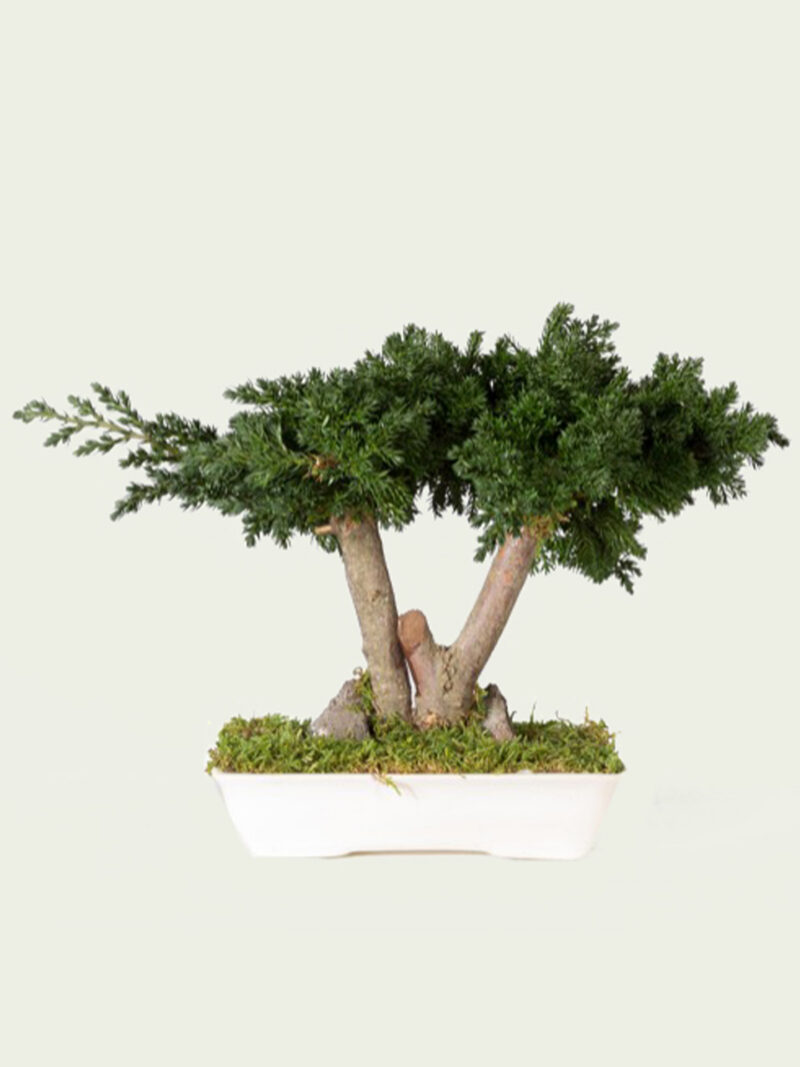 Juniperus Bonsai