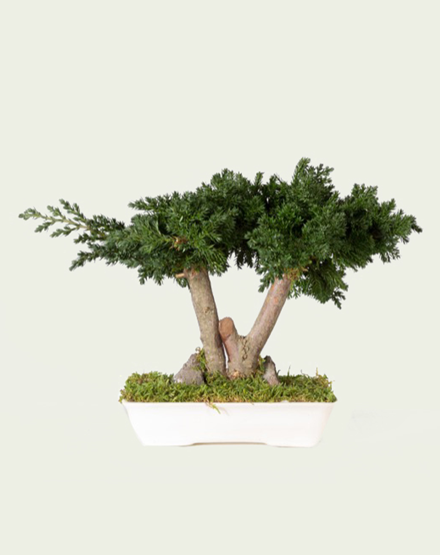 juniperus_bonsai