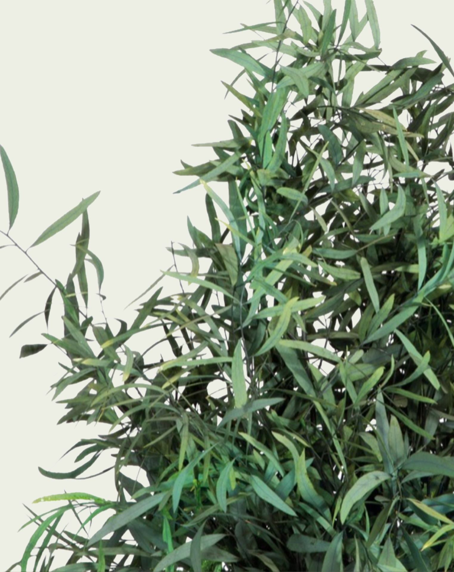 nicoly plant
