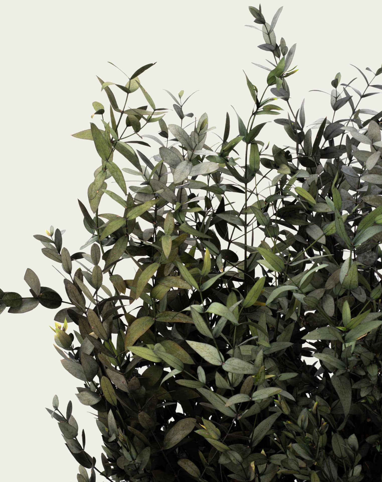 parvifolia_close-min