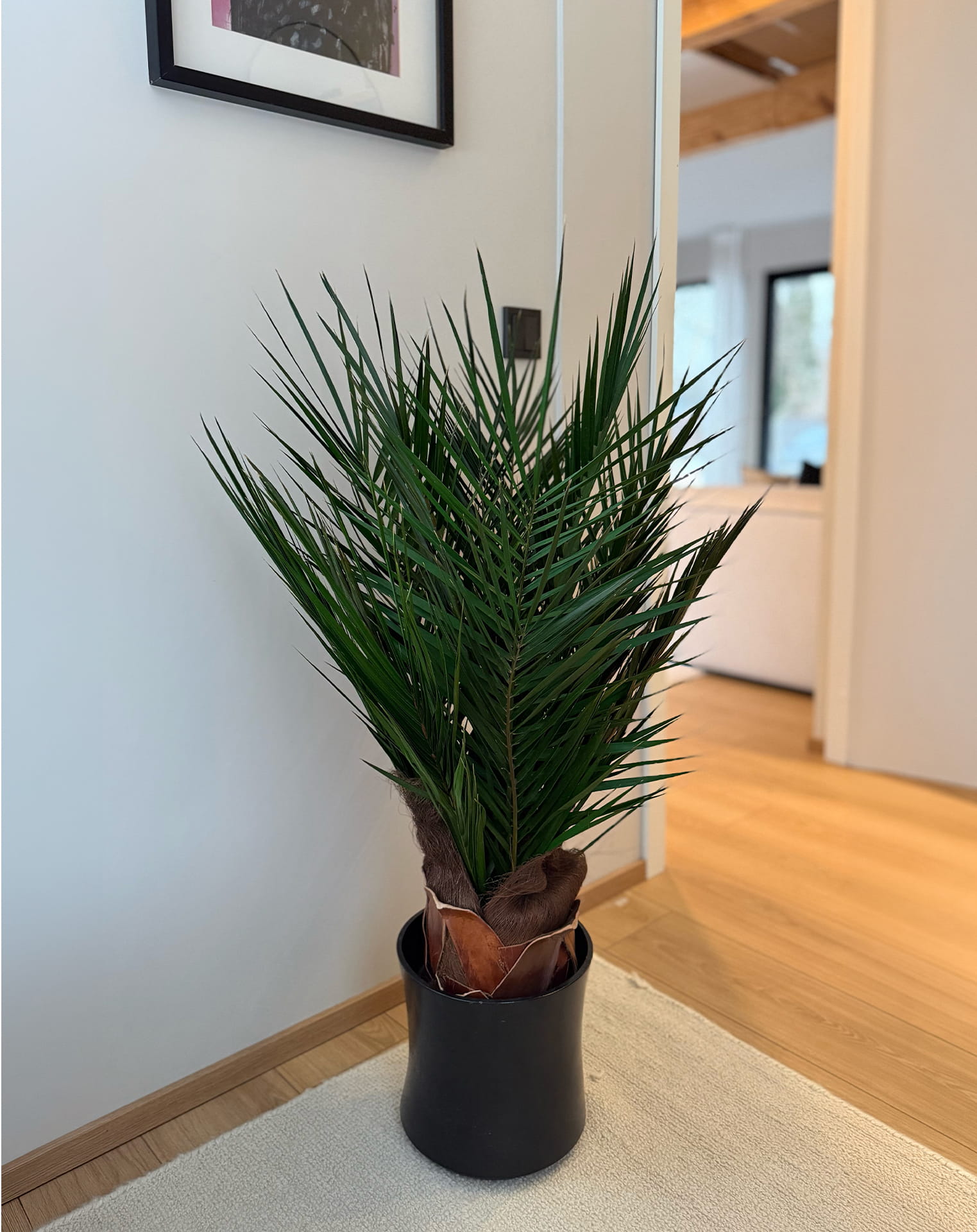 phoneix palm (1)