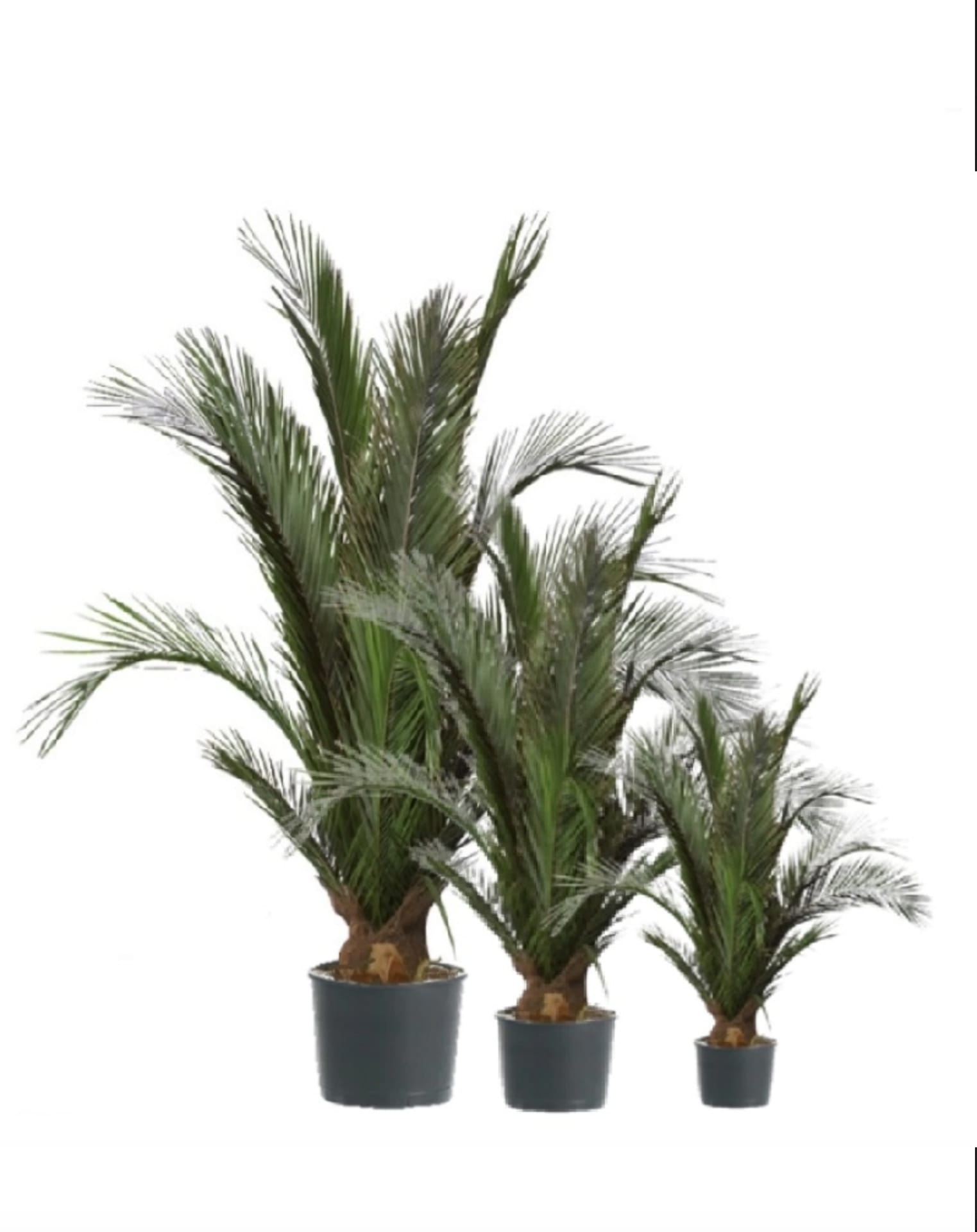 phoneix palm