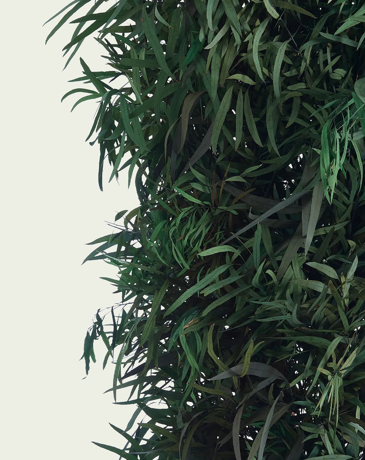 slim nicoly_close-min