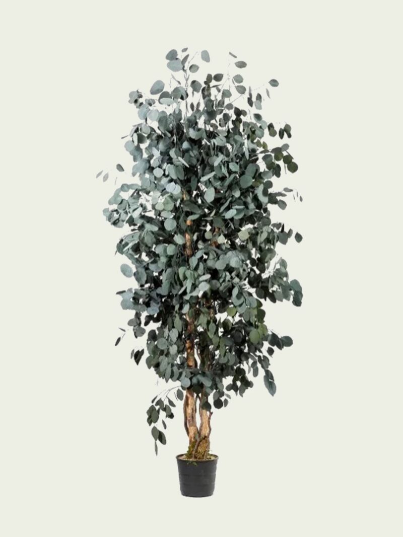 Slim Populus tree