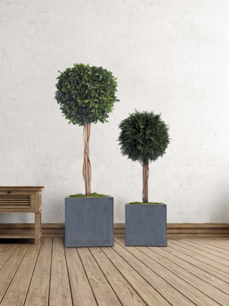 Wide Parvifolia tree