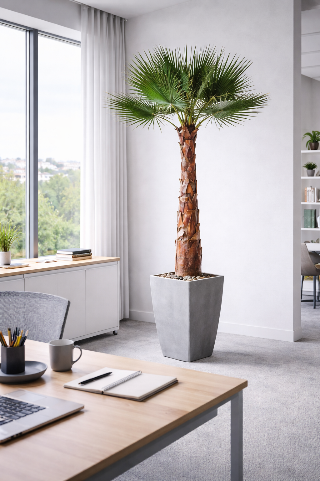washingtonia