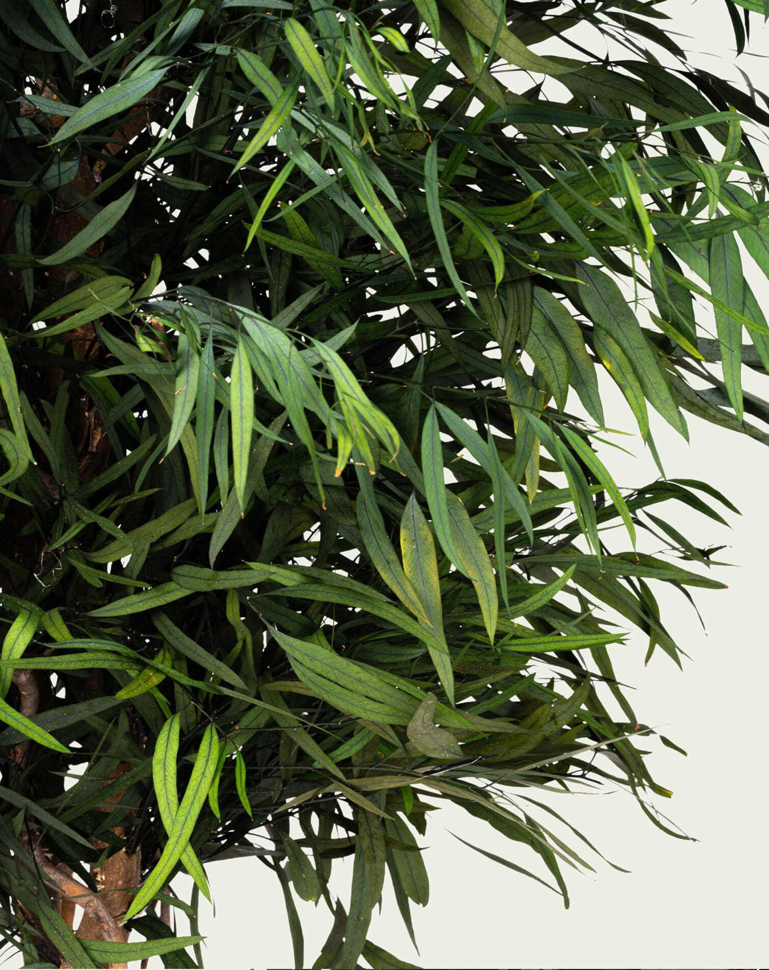 wide nicoly_close-min