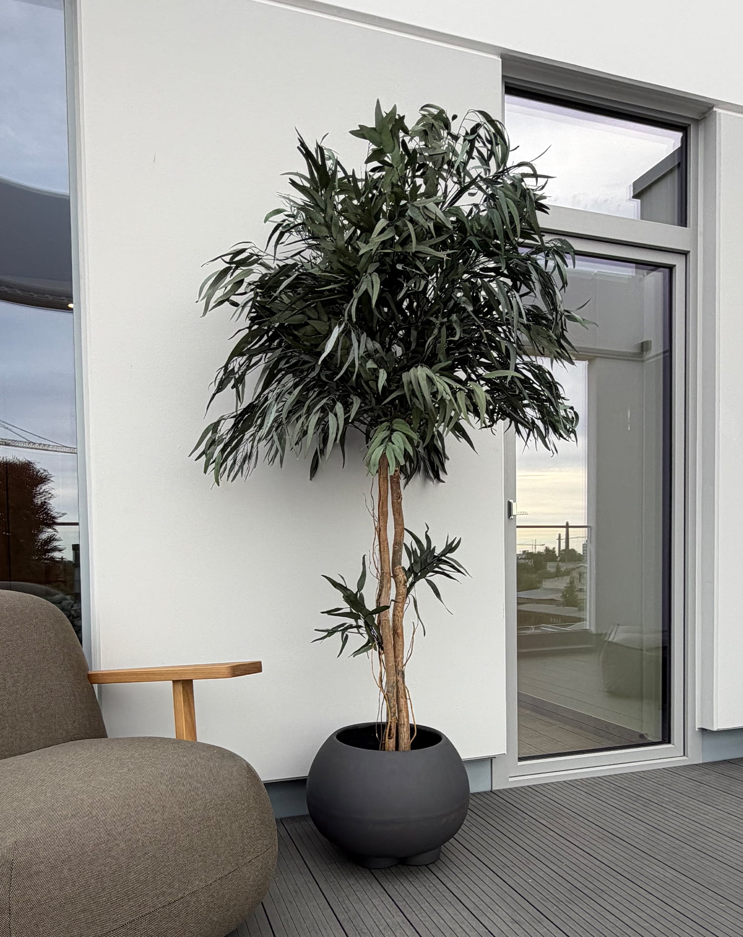 Arborea_Crown Pendula2