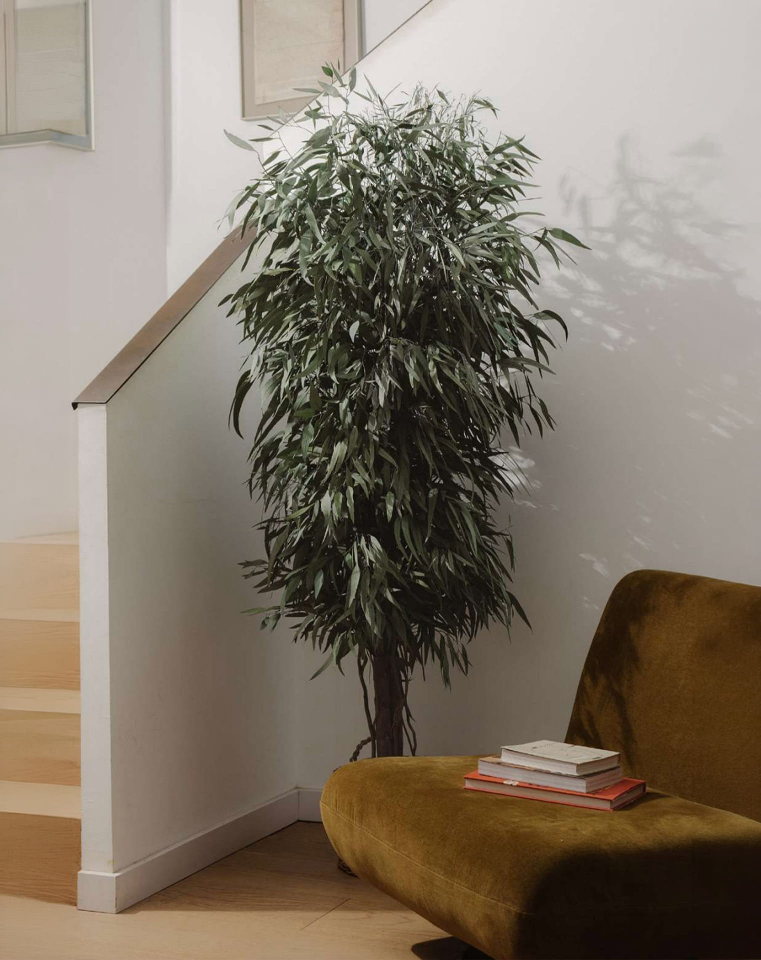 Arborea_Wide Pendula 1,8