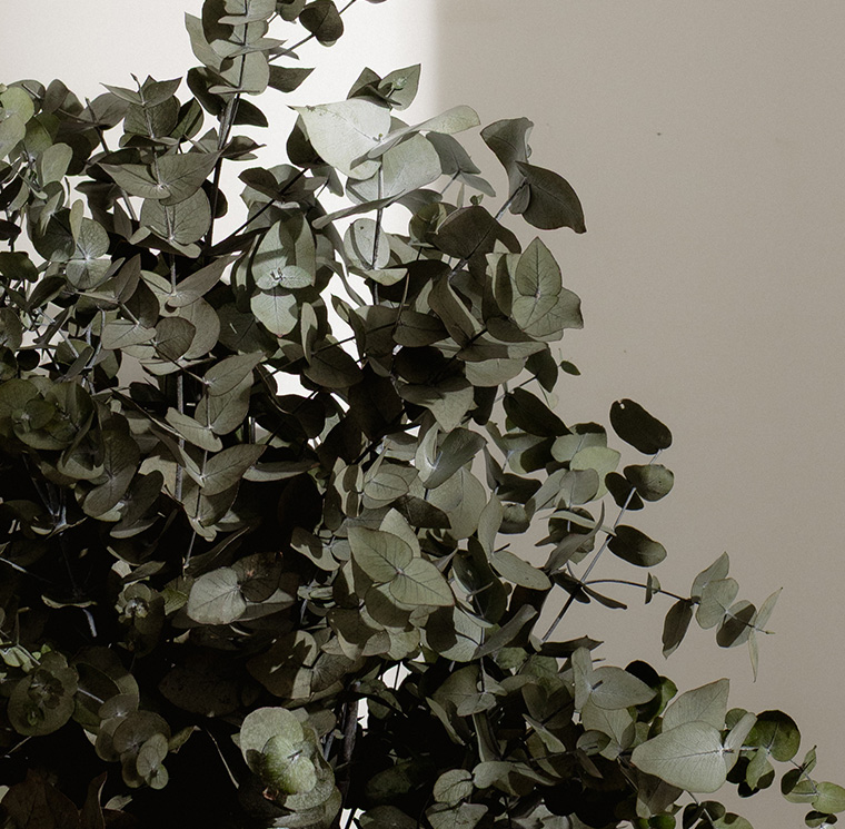 SCI0107-2-plantas