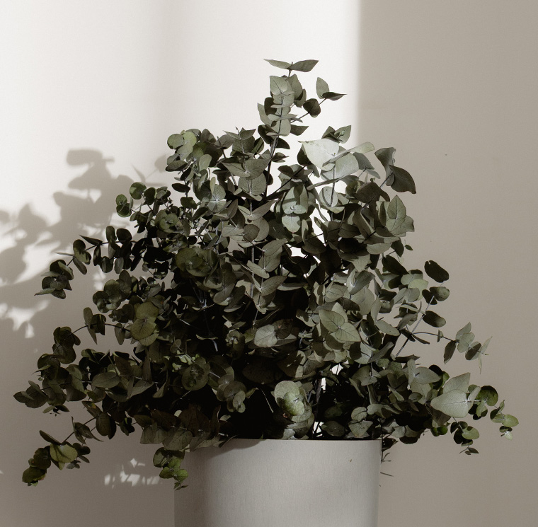 SCI0107-4-plantas