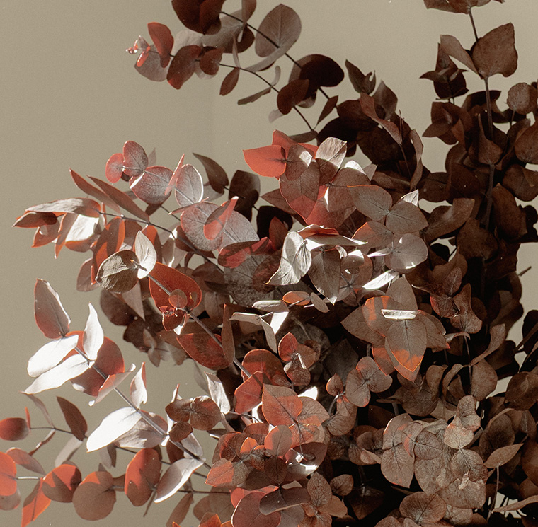 SCI0907-2-plantas