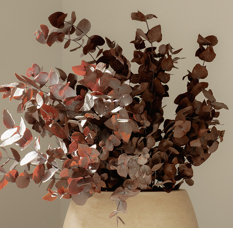 SCI0907-4-plantas