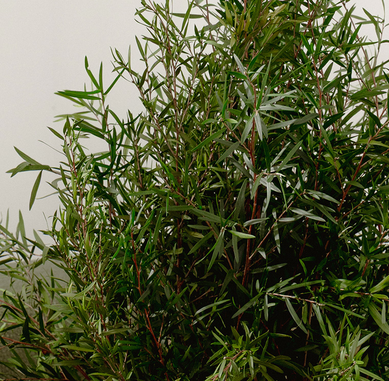 SLE0107-2-plantas