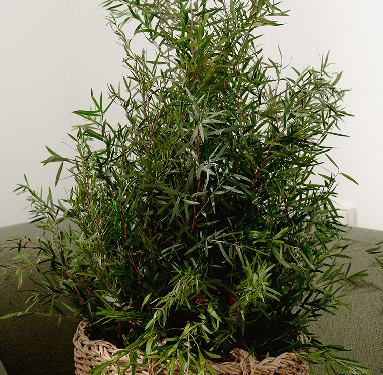 SLE0107-4-plantas