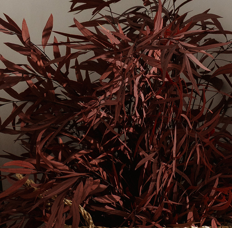 SNI0207-2-plantas