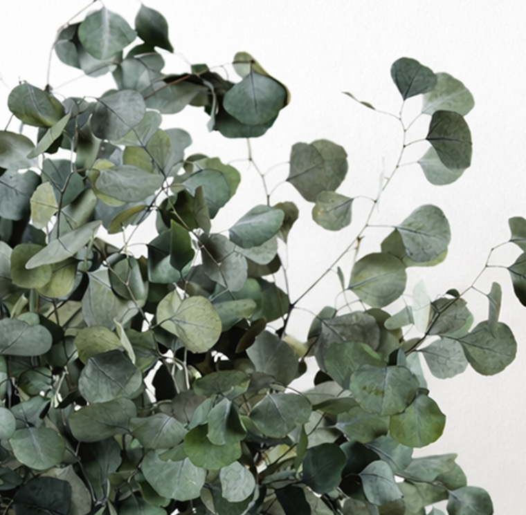 SPO0107-2-plantas