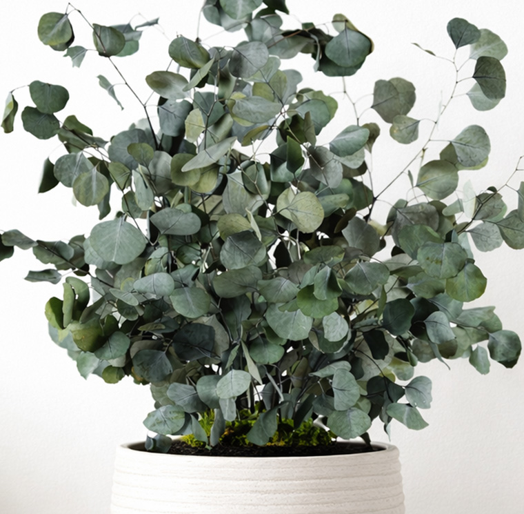 SPO0107-4-plantas