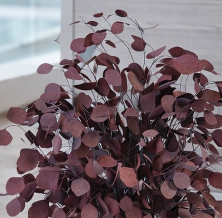 SPO0207-2-plantas