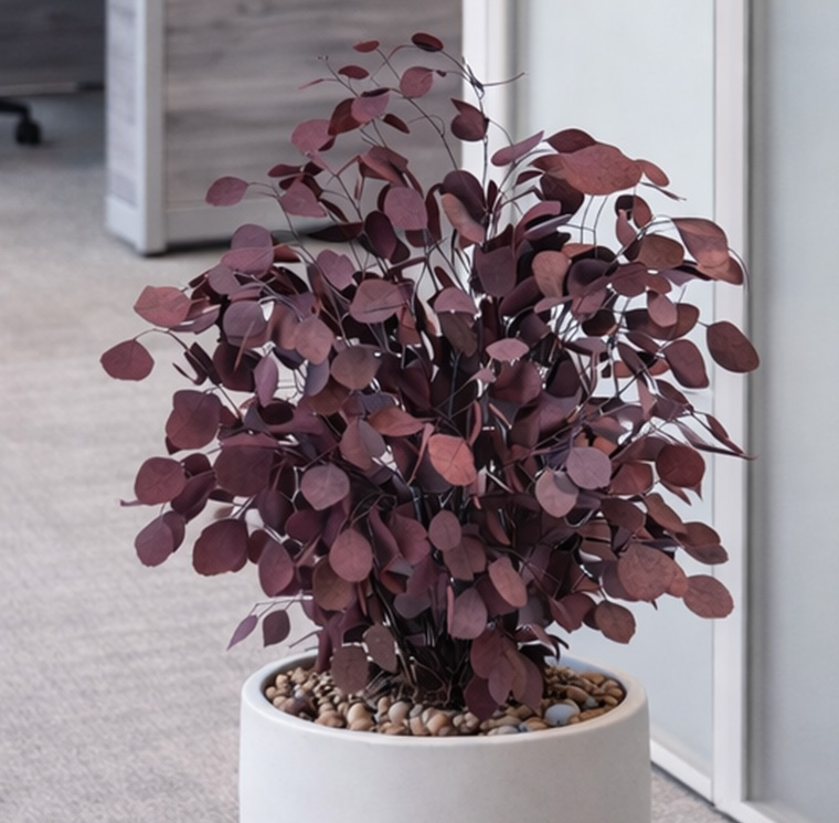 SPO0207-4-plantas