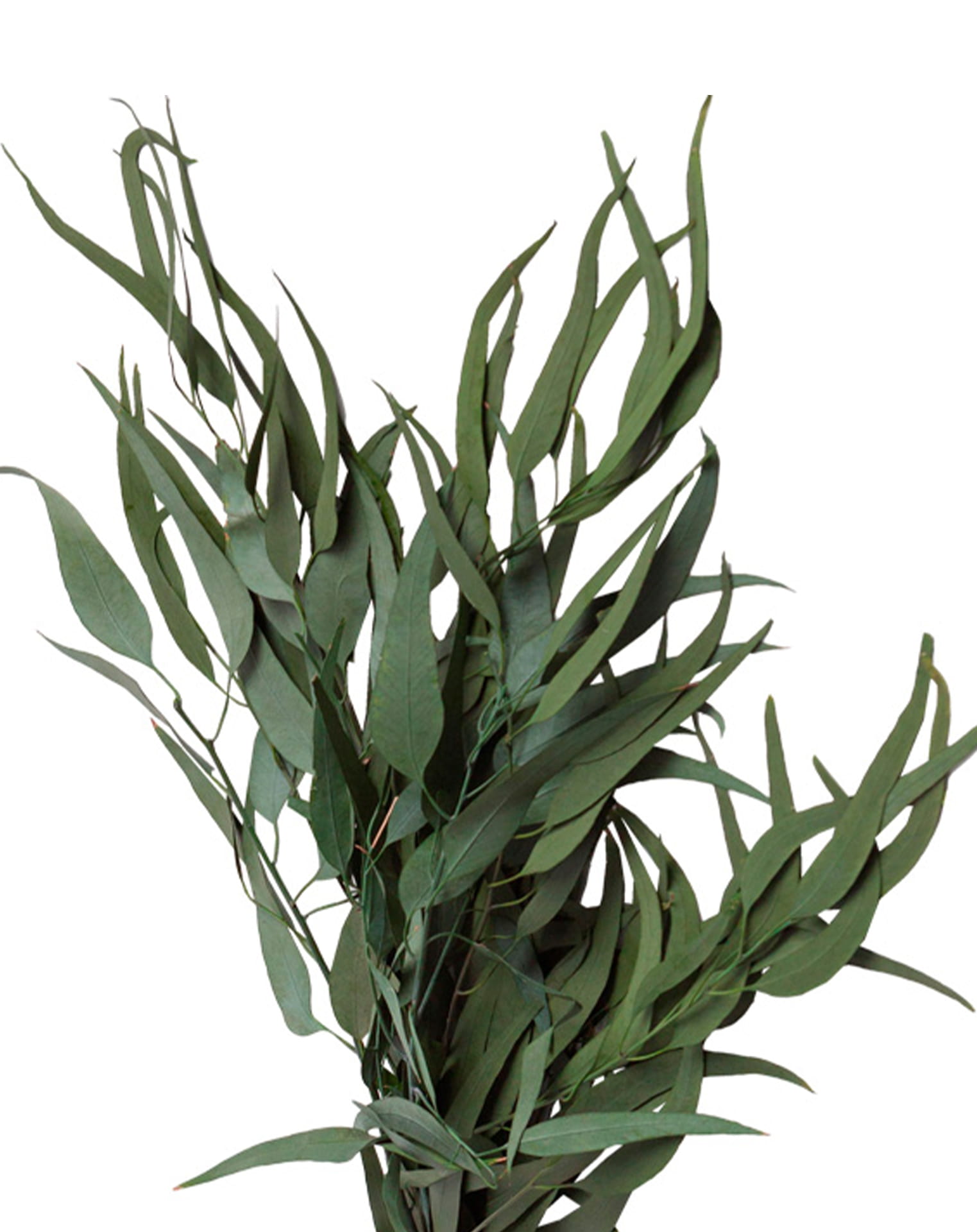 pendula_close_web