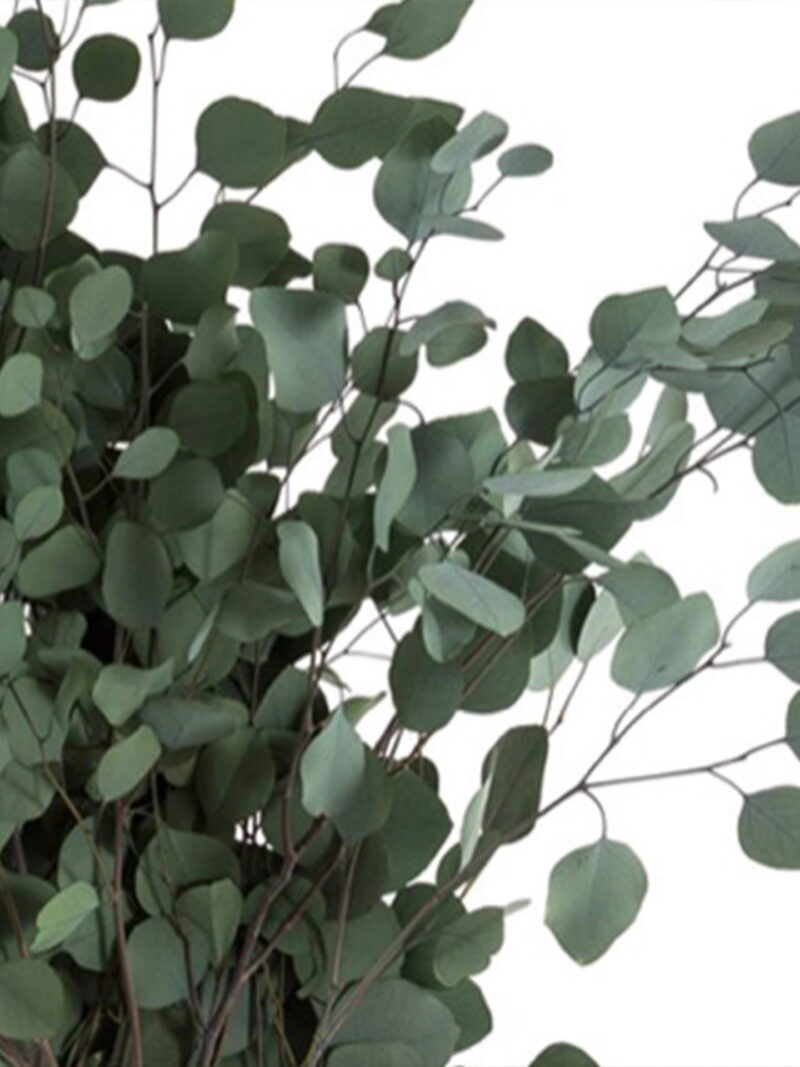 Lähivaade roheliste stabiliseeritud Green Populus lehtede naturaalsest tekstuurist.